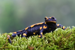 Feuersalamander