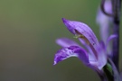 Blüte des Violetten Dingel