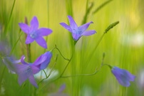 Wiesen-Glockenblume