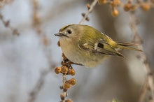 Wintergoldhähnchen