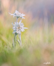 Leontopodium nivale - Alpenedelweiss