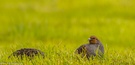 Rebhühner im frisch abgeernteten Feld