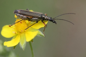 Scheinbockkäfer ohne deutschen Namen(?),Weibchen