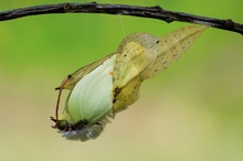 Gonepteryx rhamni