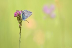 Kleiner Esparsetten-Bläuling