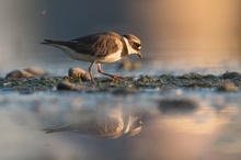 Sandregenpfeiffer in der Abendsomnne