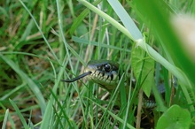 Versteckt im Gras