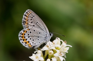 Plebejus argyrognomon