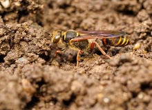 Orientalische Mörtelwespe (Sceliphron curvatum)