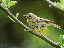 Wintergoldhähnchen