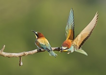 Anflug mit Brautgeschenk