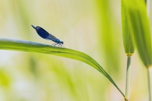 Gebänderte Prachlibelle Im Habitat