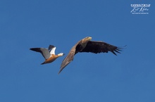 Rostgans hasst auf Seeadler