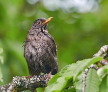 Amsel