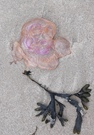 Rose aus dem Meer