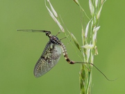 Eintagsfliege