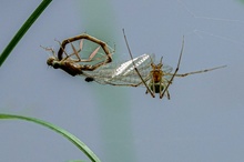 Spinne fängt Libelle