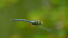 Anax Imperator