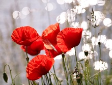 Poppies by the lake