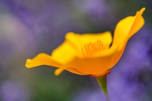 Goldmohn im Lavendelfeld