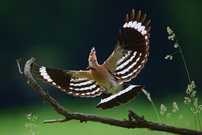 im Landeanflug
