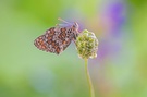 Flockenblumen Scheckenfalter