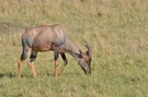 Serengeti-Topi