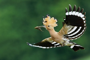 Anflug zur Bruthöhle