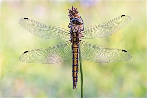 Orthetrum cancellatum