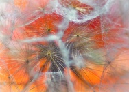 auch Mohn