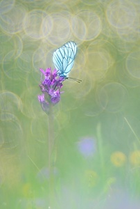 Auf der Orchideenwiese