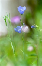 Campanula persicifolia