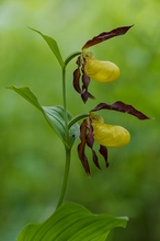 Frauenschuh – Cypripedium calceolus