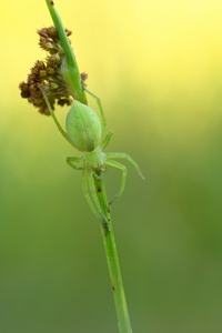Grüne Huschspinne