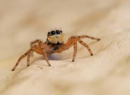 Springspinne 'Menemerus semilimbatus' (Weibchen) '22