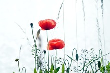 Mohn am Seeufer