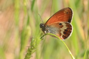 Weißbindiges Wiesenvögelchen