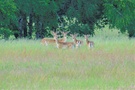 Mittags  auf der Wiese