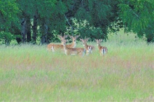 Mittags  auf der Wiese