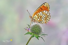 Flockenblumen-Scheckenfalter (Melitaea phoebe)