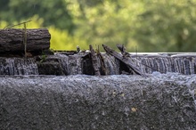 Spielplatz der Wasseramseln