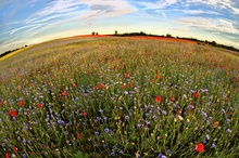 Die Welt ist rund und bunt