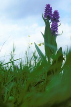 Dactylorhiza ruthei