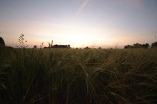 Ein Bett im Kornfeld...