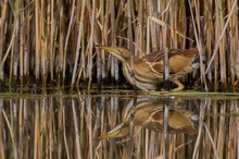 Zwergdommel mit Spiegelbild