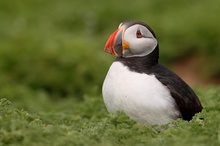 Puffin