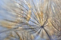 " Feuerwerk " ...,