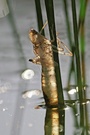 Große Königslibelle (Anax imperator)