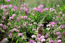 In den Blüten