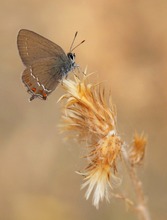 Brauner Eichenzipfelfalter (Satyrium ilicis)